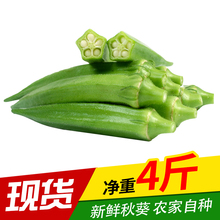新鲜秋葵新鲜黄秋葵蔬菜秋葵 现摘4斤秋葵新鲜新鲜蔬菜黄秋葵