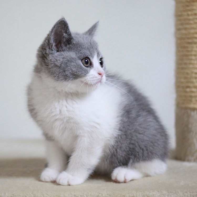 家养纯种英短蓝白正八 英国短毛猫蓝白 宠物猫咪活体可爱萌宠