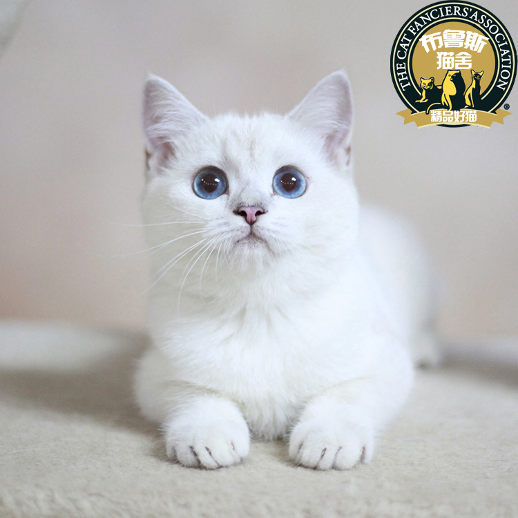 纯种英短银点活体英国短毛猫 家养纯白可爱蓝眼晴 萌宠物猫咪活体