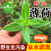 1斤 包邮 大山野生薄荷 500g 可食用 现采现卖 泡水 新鲜薄荷叶