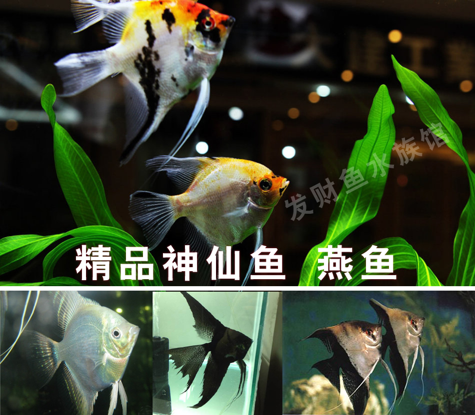 燕鱼 神仙鱼阴阳神仙墨燕秘鲁斯卡 雪仙长尾黑神仙 热带鱼观赏鱼