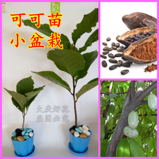 可可 饮料树苗可可豆原植物室内盆栽 可可树苗巧克力原料树苗