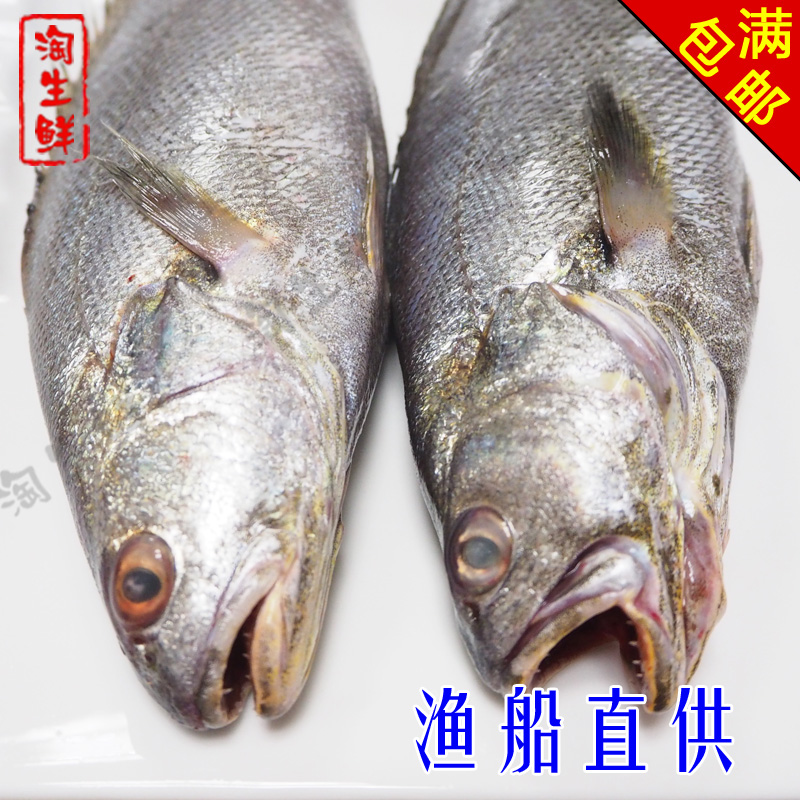 野生敏鱼 新鲜海鲜鲜活生鲜水产海鱼鲜鱼大米鱼鮸鱼一斤拍两件
