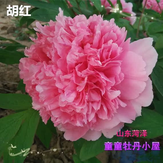 童童牡丹花苗 胡红 盆栽花苗阳台庭院 2017年秋发货