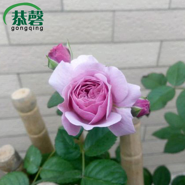 藤本月季薰衣草花环藤本月季花苗 盆栽花卉单季开花欧月玫瑰花苗