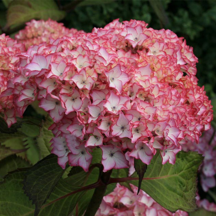 虹越 绣球1加仑盆栽苗 魔幻革命等八仙花 阳台庭院花园花卉植物