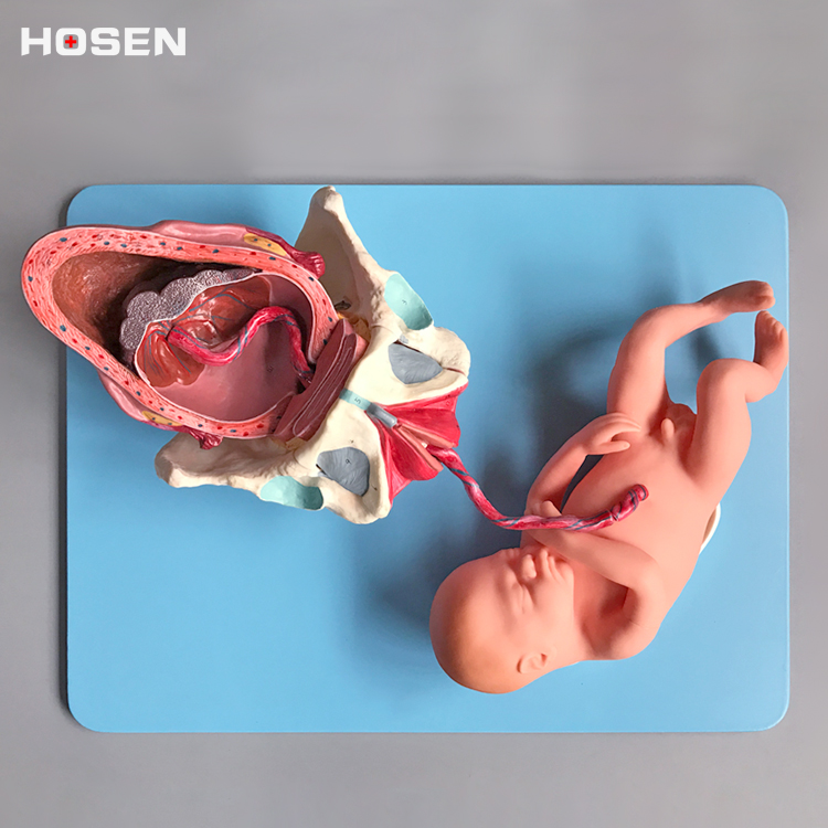 足月胎儿分娩过程模型妊娠分娩助产妇产科示教