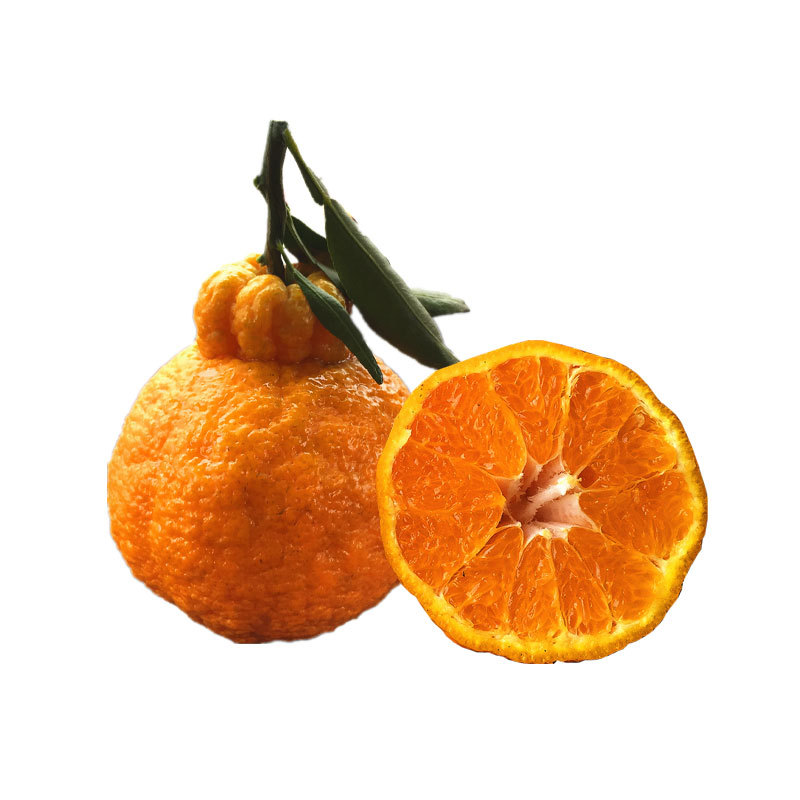 蒲江丑柑不知火丑橘丑八怪柑橘新鲜水果5斤包邮桔子现摘现发