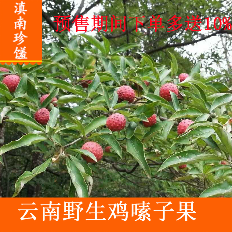 云南野生鸡嗉子果山荔枝野荔枝新鲜野果500g