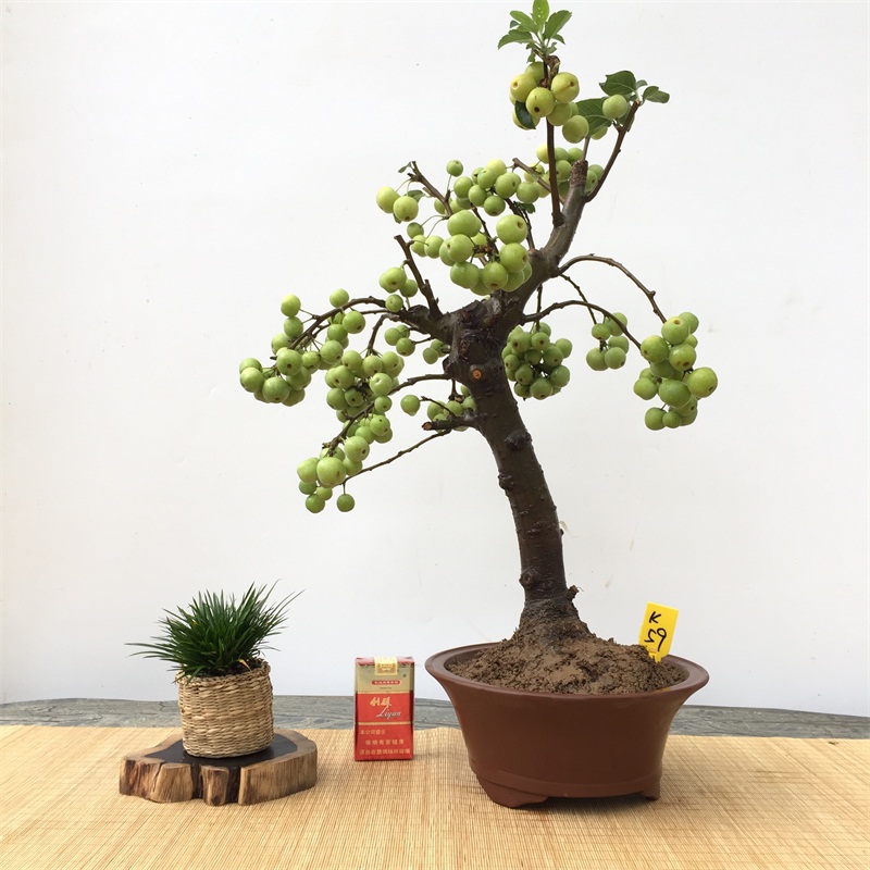 实物 冬红果盆景 长寿果 芭蕾小苹果盆景 微型小品 办公桌绿植