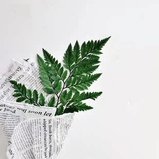 云南昆明婚庆配叶 配草 高山羊齿图片