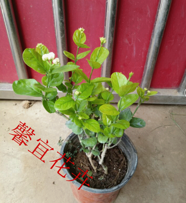 壁纸 花 盆景 盆栽 植物 桌面 633_691 gif 动态图 动图