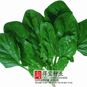 【日本大叶菠菜图片】日本大叶菠菜图片大全