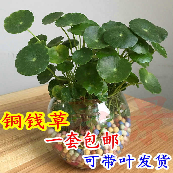 包邮铜钱草水培植物办公室桌面盆栽金钱草花卉室内水养绿植保成活