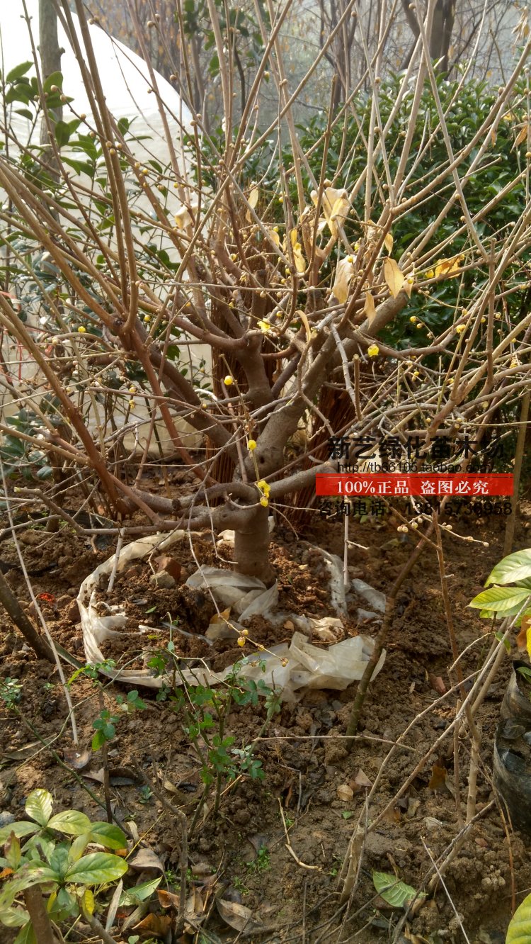 腊梅腊梅树苗黄梅花苗腊梅盆景梅花盆栽苗素心馨口虎蹄腊梅梅花树