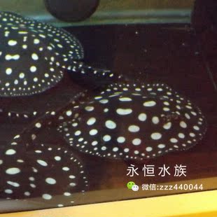  sp  ʹں  ڵ 泡ֱ