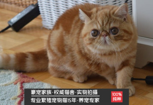 纯种异国短毛猫活体 家养加菲猫幼猫红净梵加菲猫宠物猫 红白加菲