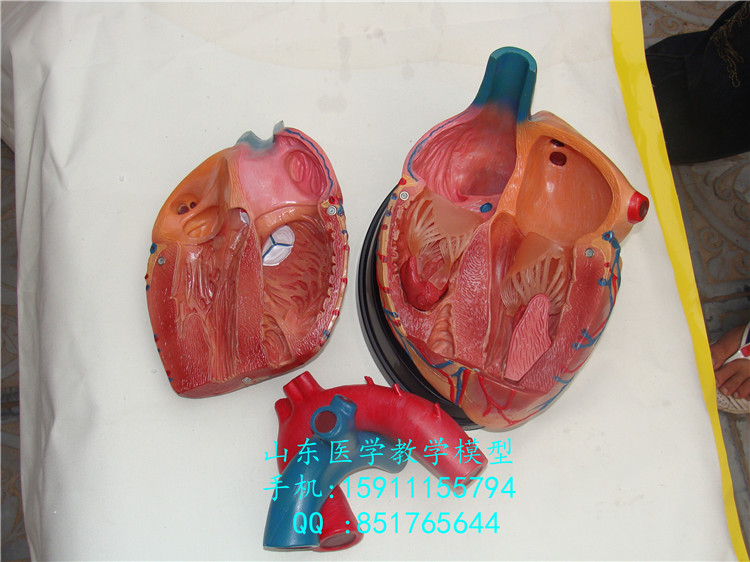 意大利进口) 4倍大心脏解剖模型 人体心脏模型 心脏标本模型