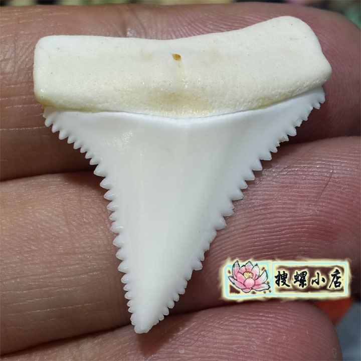 很小的小鱼牙化石坠/单颗价格
