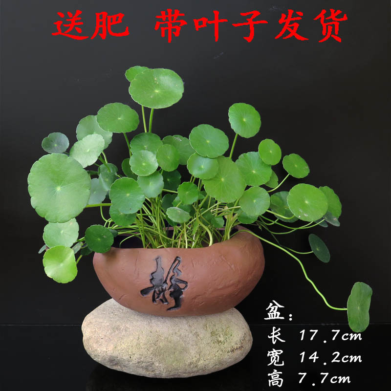 吸甲醛绿植室内小盆栽水培铜钱草桌面盆栽土培水栽金钱草风水盆景