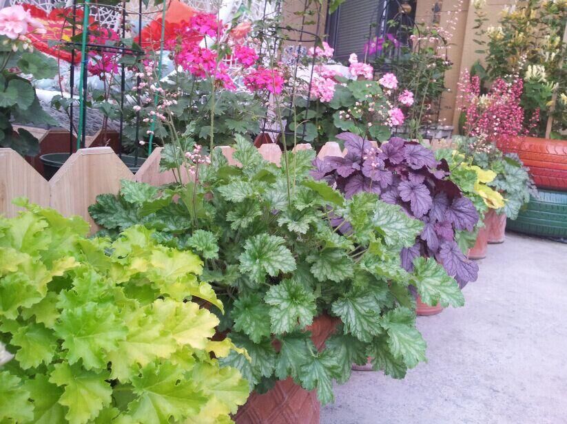 观叶植物 新品 矾根 花苗盆栽 多色合集套餐 超耐寒植物