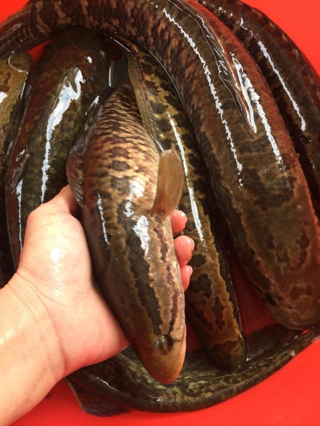 野生 生鱼 坑鱼 斑鱼 黑鱼 妇幼食品 滋补 河鲜 新鲜