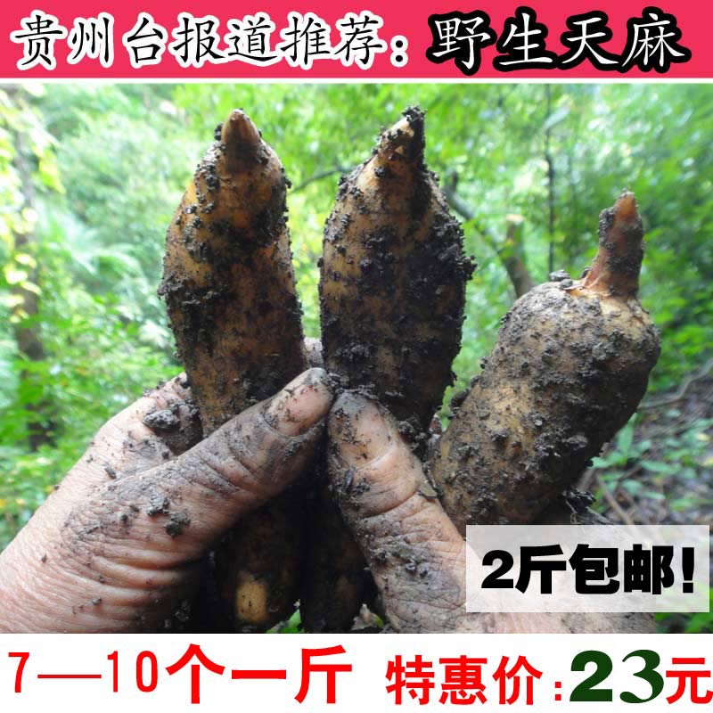 贵州新鲜天麻特级正宗野生冬麻深山现挖活天麻正品包邮小天麻野生