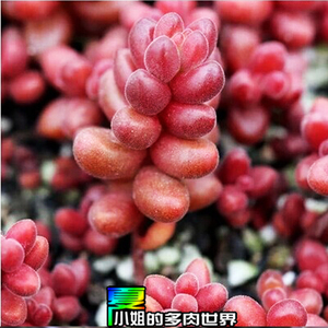 【多肉植物品种】最新淘宝网多肉植物品种优惠