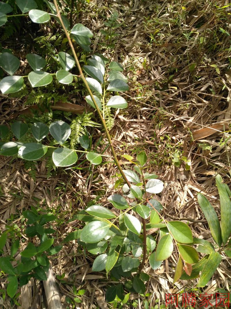 鬼画符种苗 瓦砾木 夜兰茶 青凡木 野生中草药种苗 观赏盆景植物