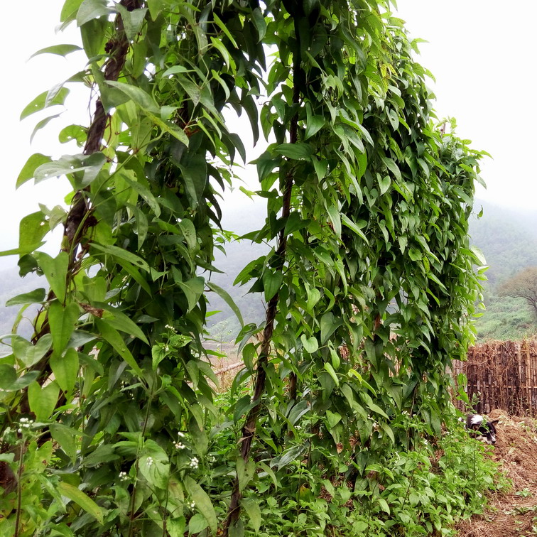 大薯新鲜紫山药脚板薯紫淮山紫人参有机蔬菜农家种植5