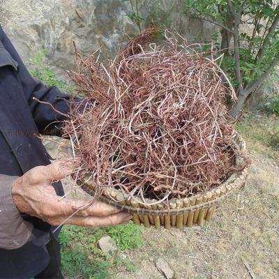 沂蒙山野生茜草根 血见愁 红根草 娃娃拳拉拉秧根 250克 包邮