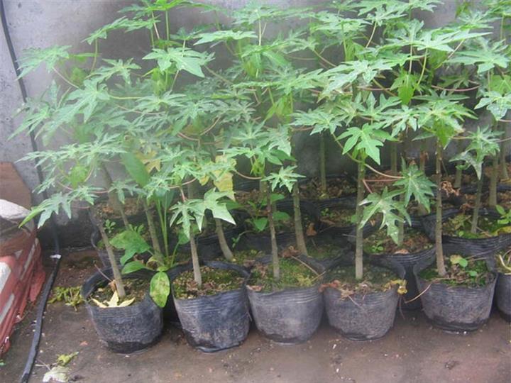 木瓜 木瓜苗 番木瓜 水果 蔬菜苗