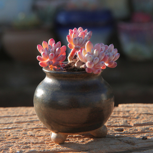 【精美多肉植物】最新淘宝网精美多肉植物优惠