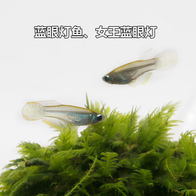 正品[鳉鱼]红鳉鱼评测 黄金鳉鱼寿命图片