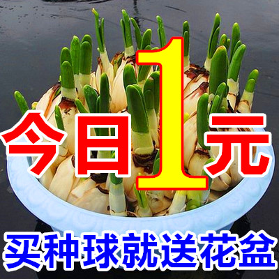 水仙花种球漳州特级室内盆栽绿植水培进口风信子种球花卉百合种子