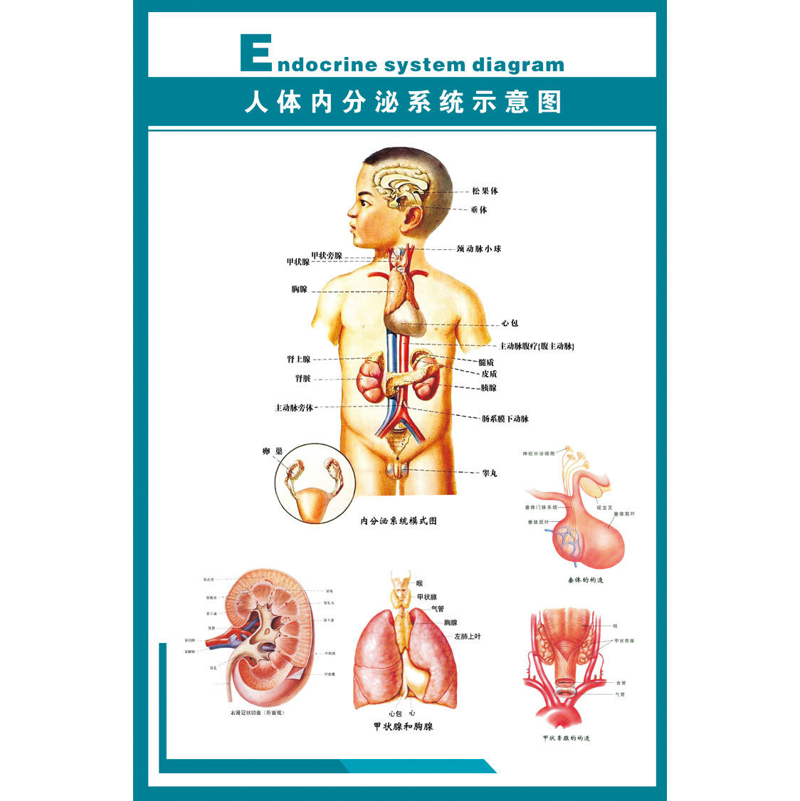 内分泌系统示意图海报挂图展板人体解剖甲状腺图医院宣传外科挂图