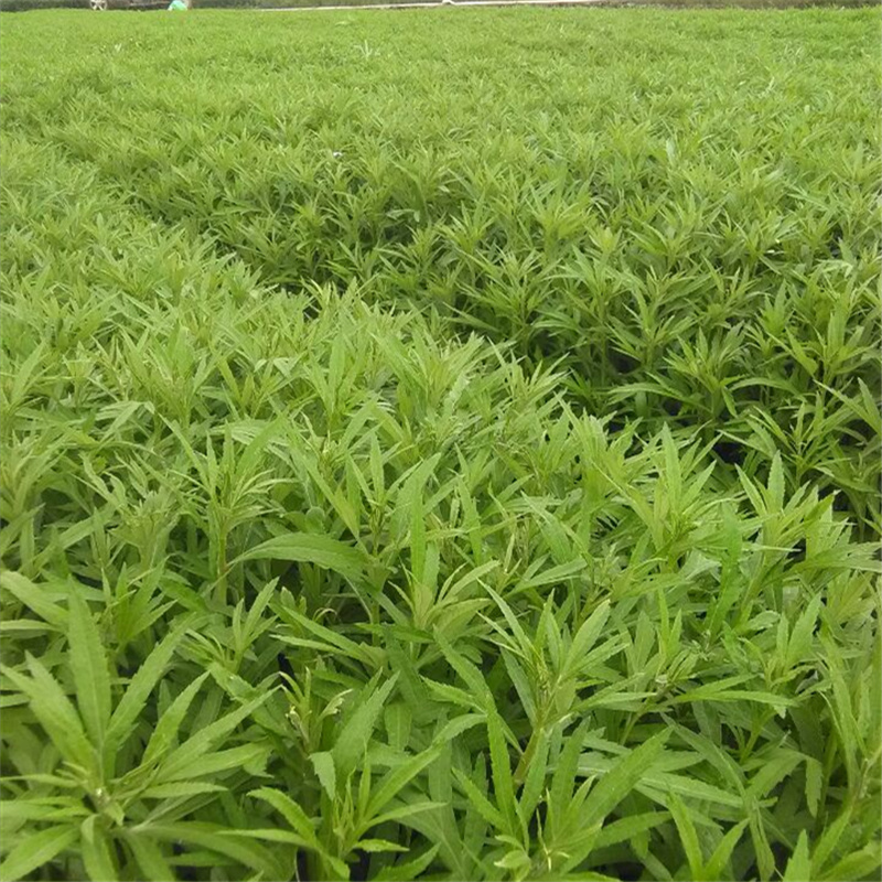 湖北特产农家自产新鲜藜蒿根泥蒿根芦蒿根新鲜时苓蔬菜现挖年货