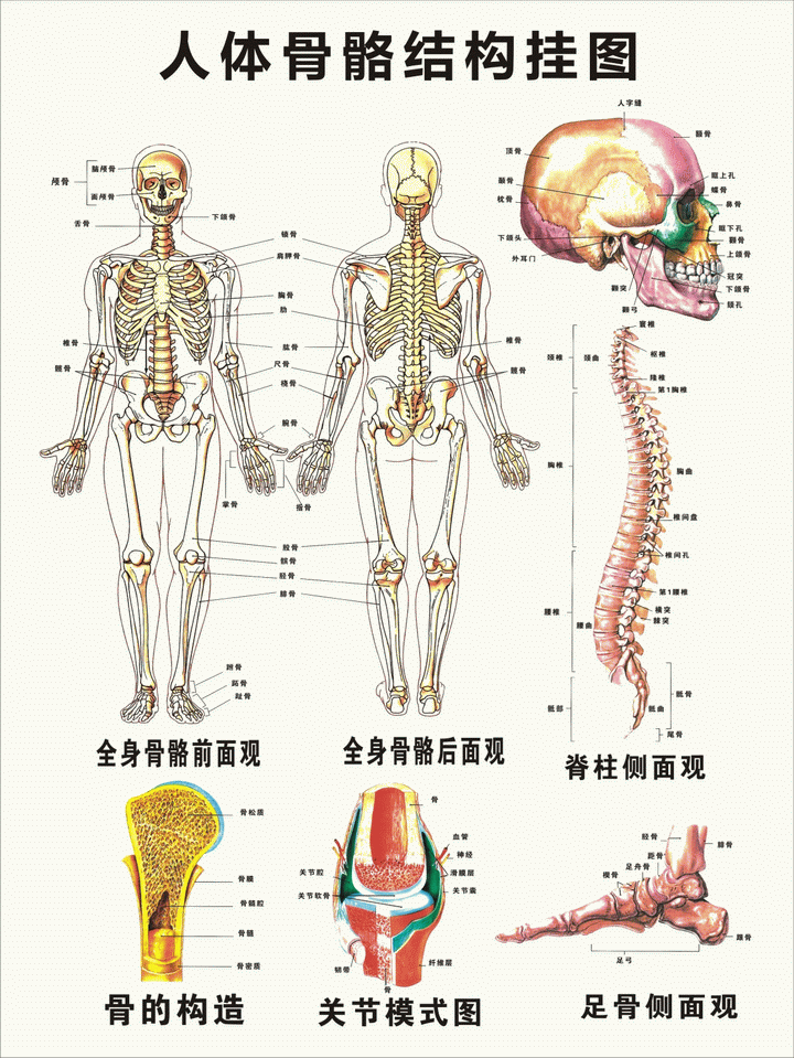 人体骨骼结构挂图全身骨骼前面后面观医学院文化知识宣传画海报