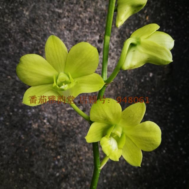 【68顺丰包邮系列】 青苹果 秋石斛兰花 洋兰