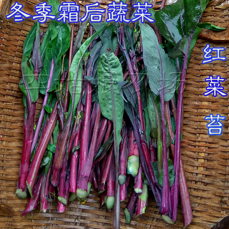 湖北特产新鲜洪山红菜薹 红菜苔 紫菜苔 芸菜苔苔菜 3