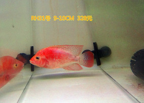 正品[红马罗汉鱼]红马罗汉鱼怎么养评测 红马罗
