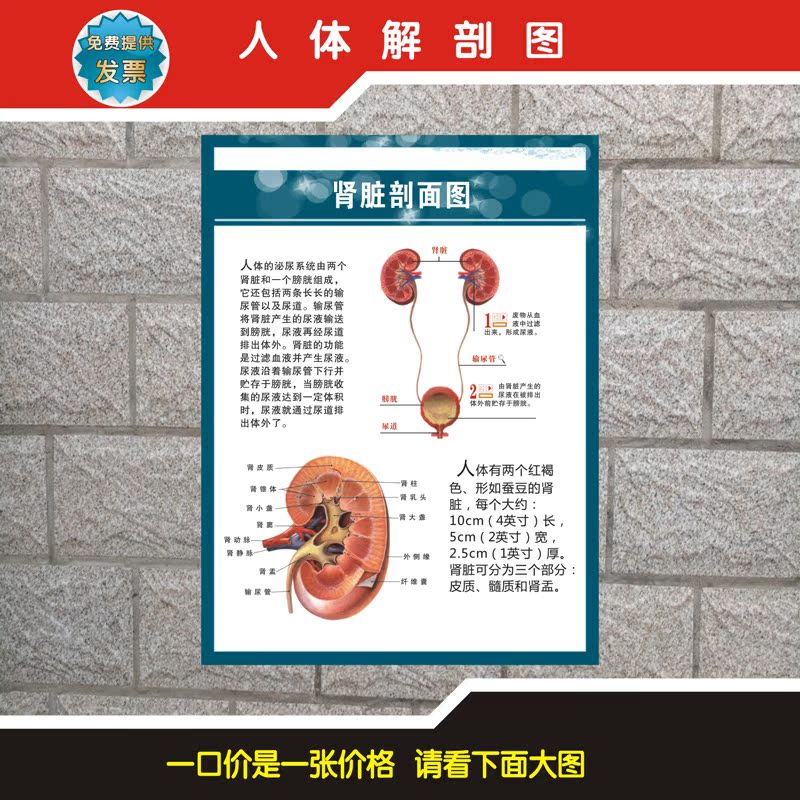 医院人体泌尿系统结构示意图海报 泌尿系结石挂图 泌尿系统解剖图