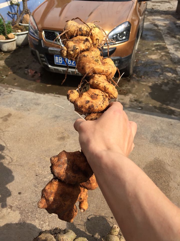 包邮四斤送一斤 贵州新鲜野生黄精500g 滇黄精 新鲜