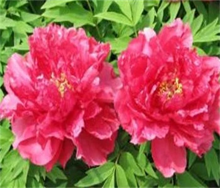 牡丹花 红色正品旭港 盆栽花卉阳台庭院 牡丹芍药种子