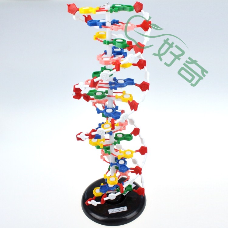 3212 dna结构模型 生物仪器 教学仪器