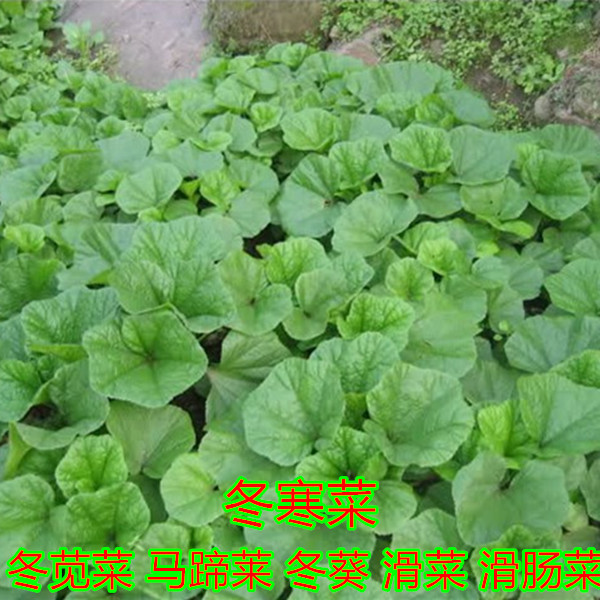 冬寒菜种子 冬苋菜 马蹄菜 高钙菜种子 盆栽野菜 春秋