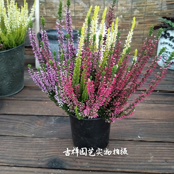 欧石楠盆栽 欧货 挪威国花 欧石楠小盆栽 多年生常绿灌木 耐寒