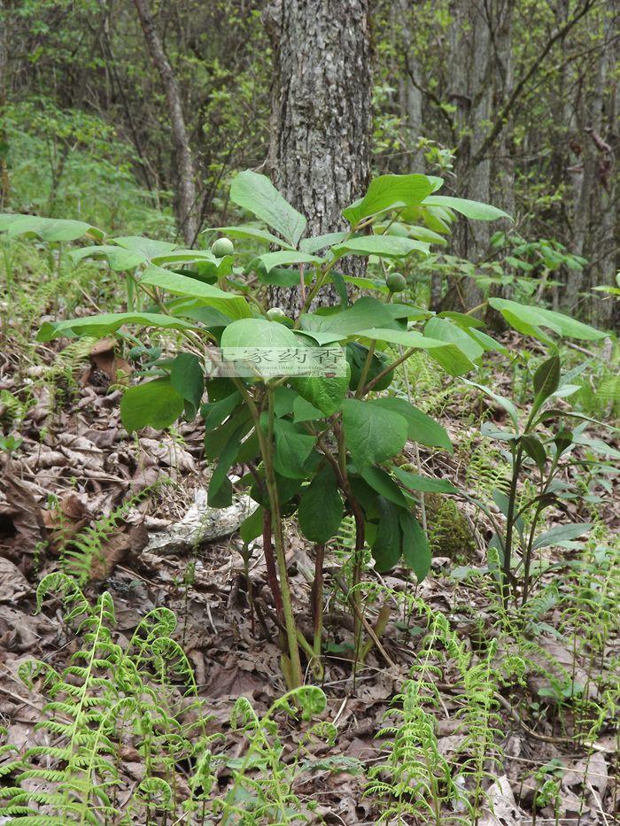 深山野生 草芍药 苗白芍药根 花卉盆栽中药材 小苗6株