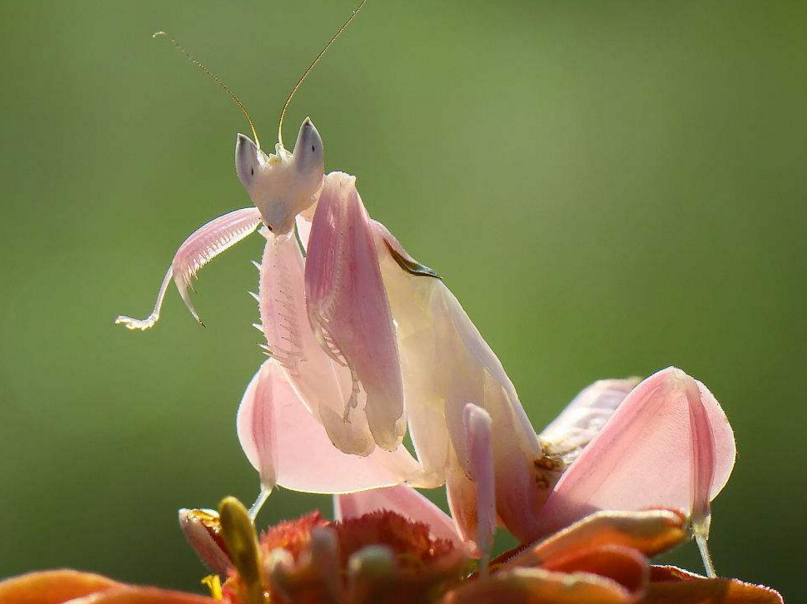 兰花螳螂 螳螂活体 兰花螳 宠物昆虫 现货