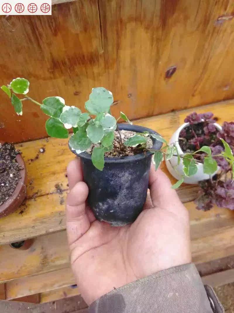 山野草盆栽 花叶薜荔 斑叶石壁莲 爬藤 吊兰 微景观上